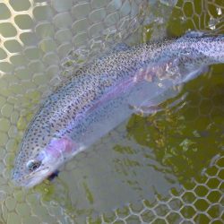 大安トラウトレイク 釣果